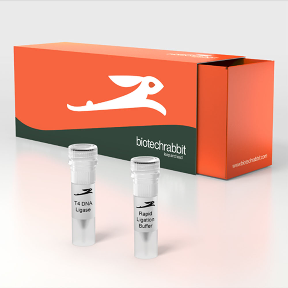 Picture of T4 DNA Ligase Rapid (180000 U | 300 reactions)