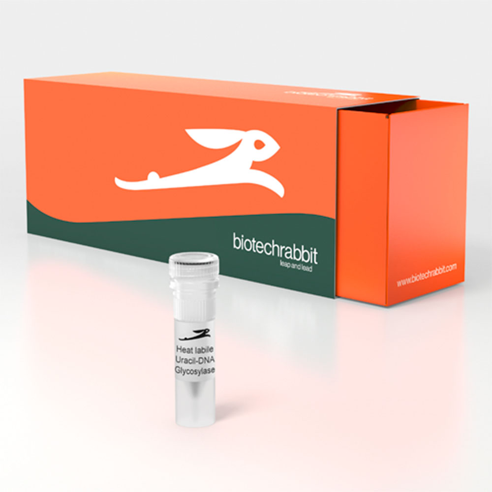 Picture of Heat Labile Uracil-DNA Glycosylase (100 U | 400 reactions)