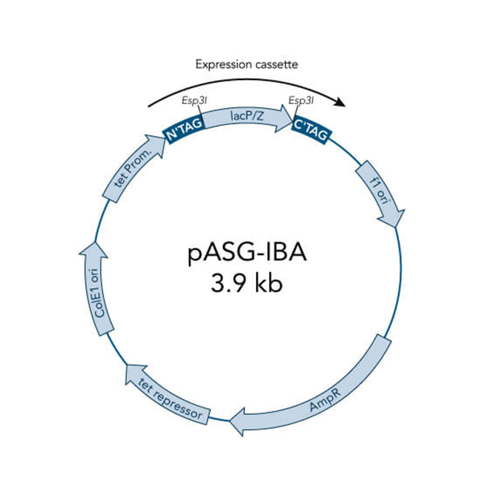 Picture of StarGate Acceptor Vector pASG-IBAwt1 (5 ug)