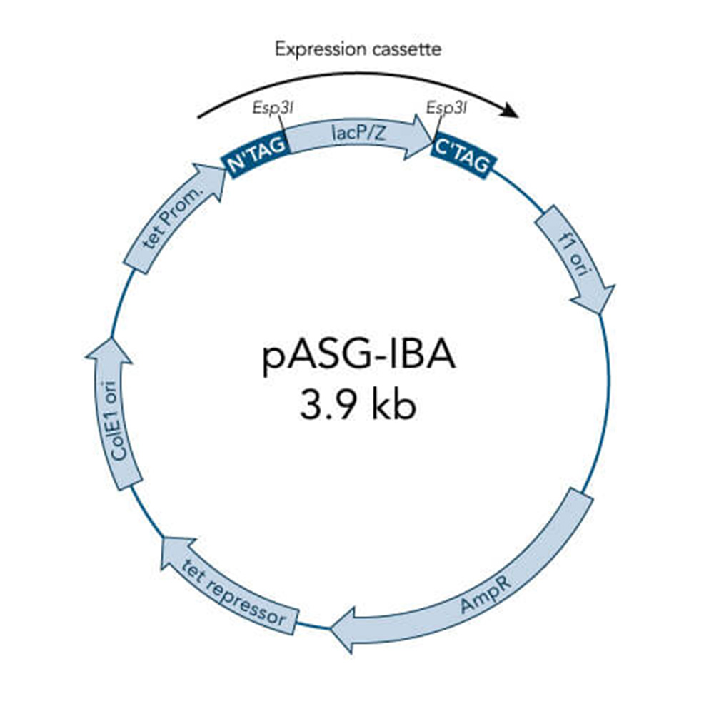 Picture of StarGate Acceptor Vector pASG-IBA5 (5 ug)