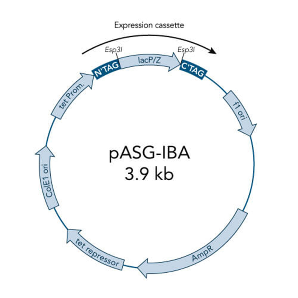 Picture of StarGate Acceptor Vector pASG-IBA23 (5 ug)