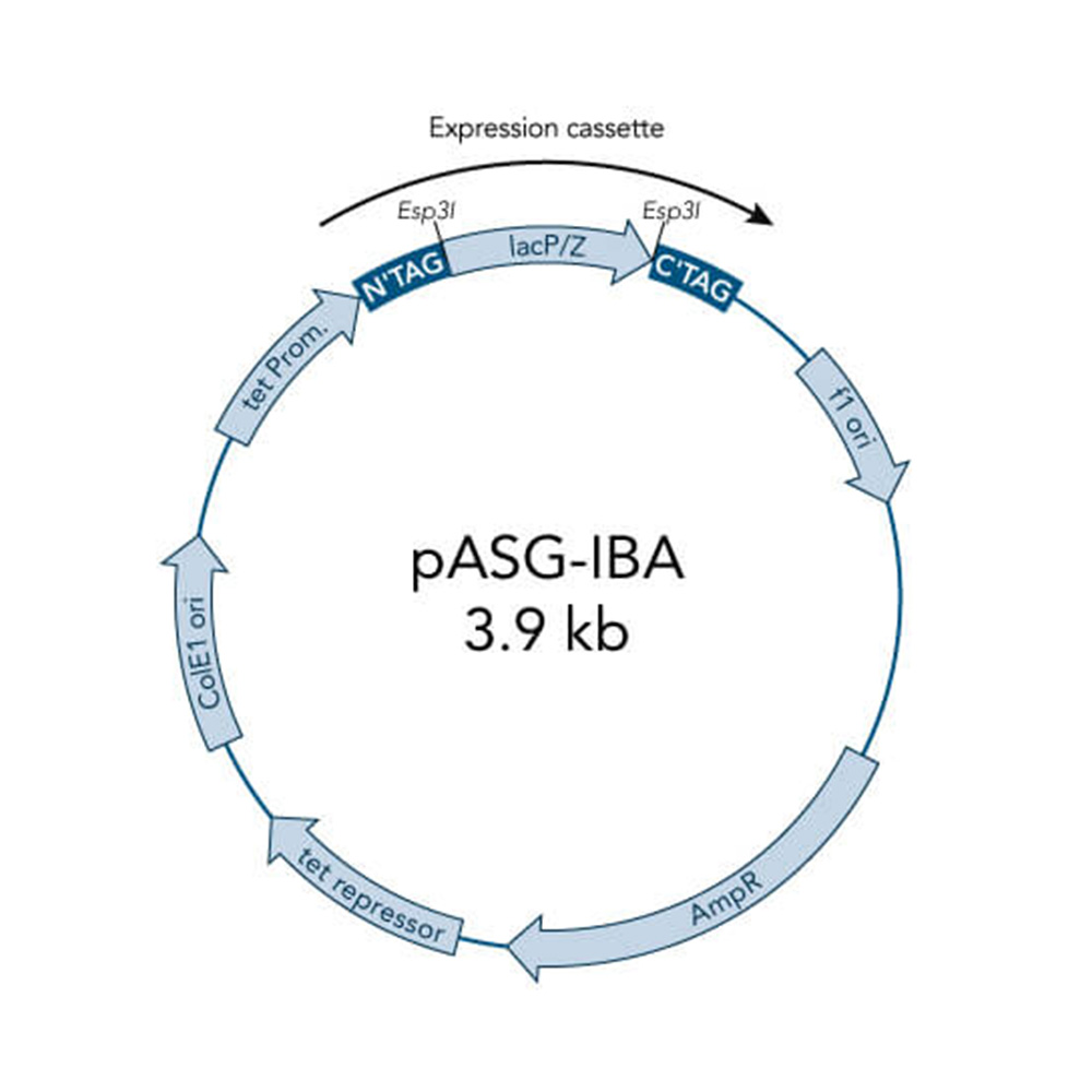 Picture of StarGate Acceptor Vector pASG-IBA44 (5 ug)