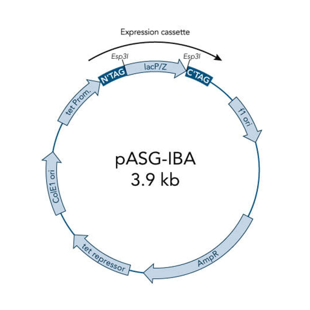 Picture of StarGate Acceptor Vector pASG-IBA62 (5 ug)