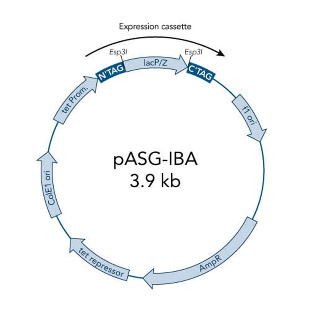 Picture of StarGate Acceptor Vector pASG-IBA64 (5 ug)