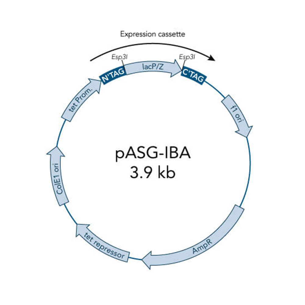 Picture of StarGate Acceptor Vector pASG-IBA104 (5 ug)