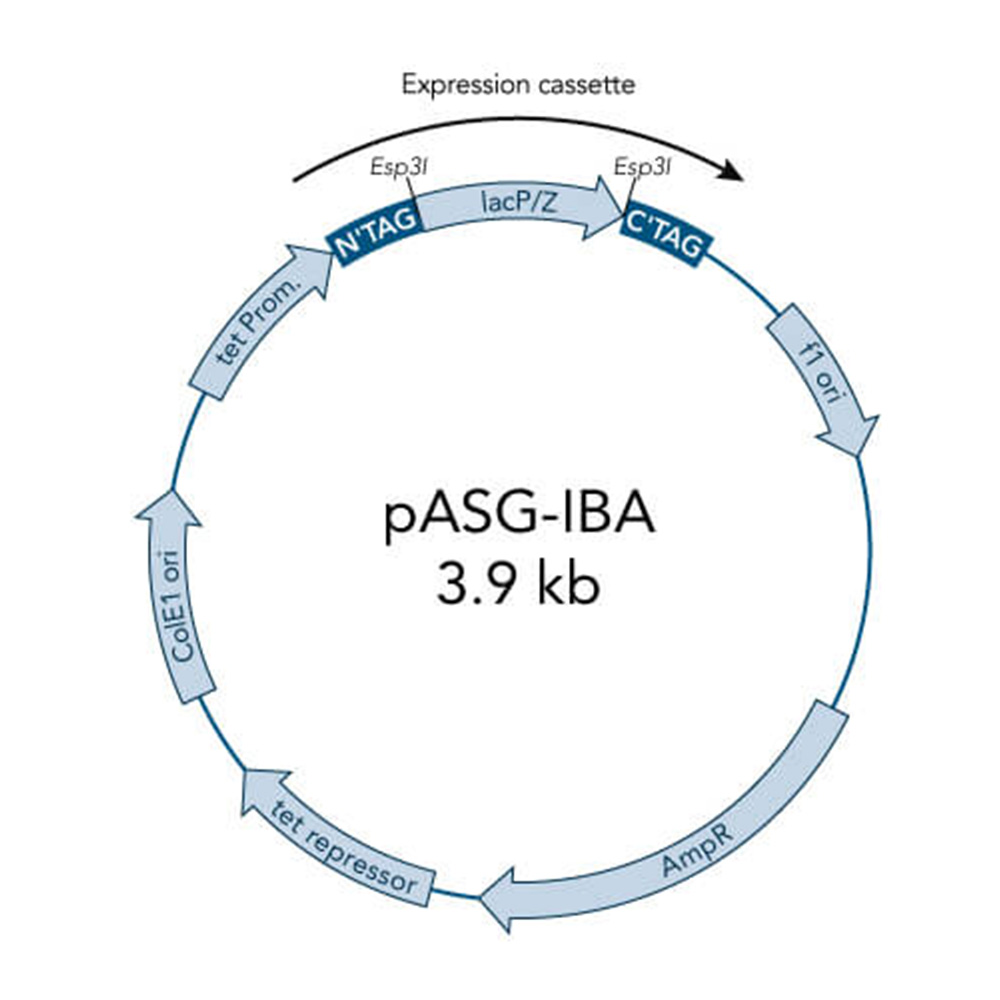 Picture of StarGate Acceptor Vector pASG-IBA144 (5 ug)