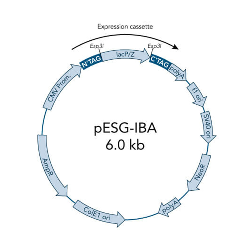 Picture of StarGate Acceptor Vector pESG-IBAwt1 (5 ug)
