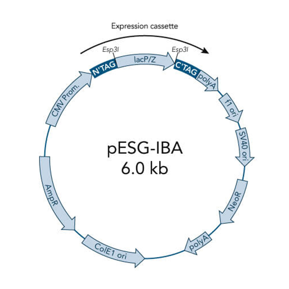 Picture of StarGate Acceptor Vector pESG-IBAwt2 (5 ug)