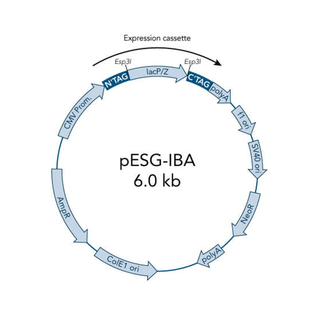 Picture of StarGate Acceptor Vector pESG-IBA5 (5 ug)