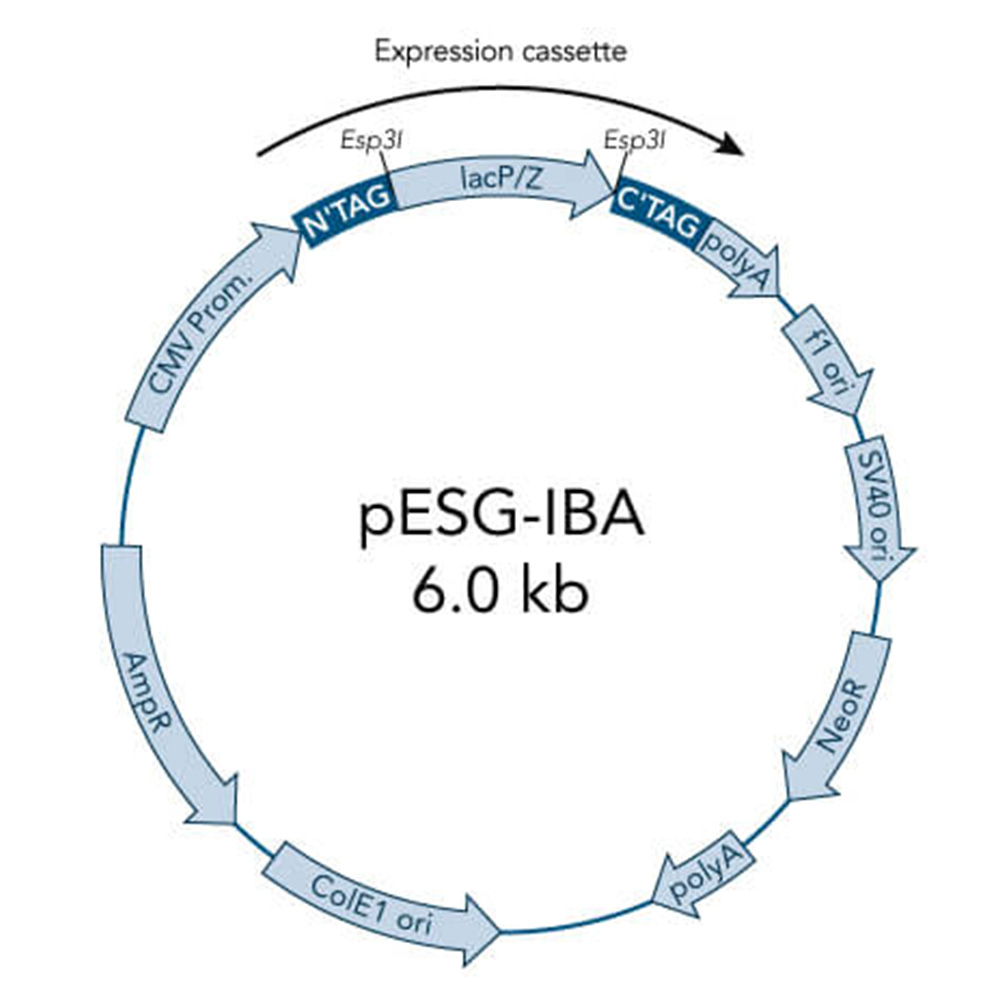 Picture of StarGate Acceptor Vector pESG-IBA23 (5 ug)