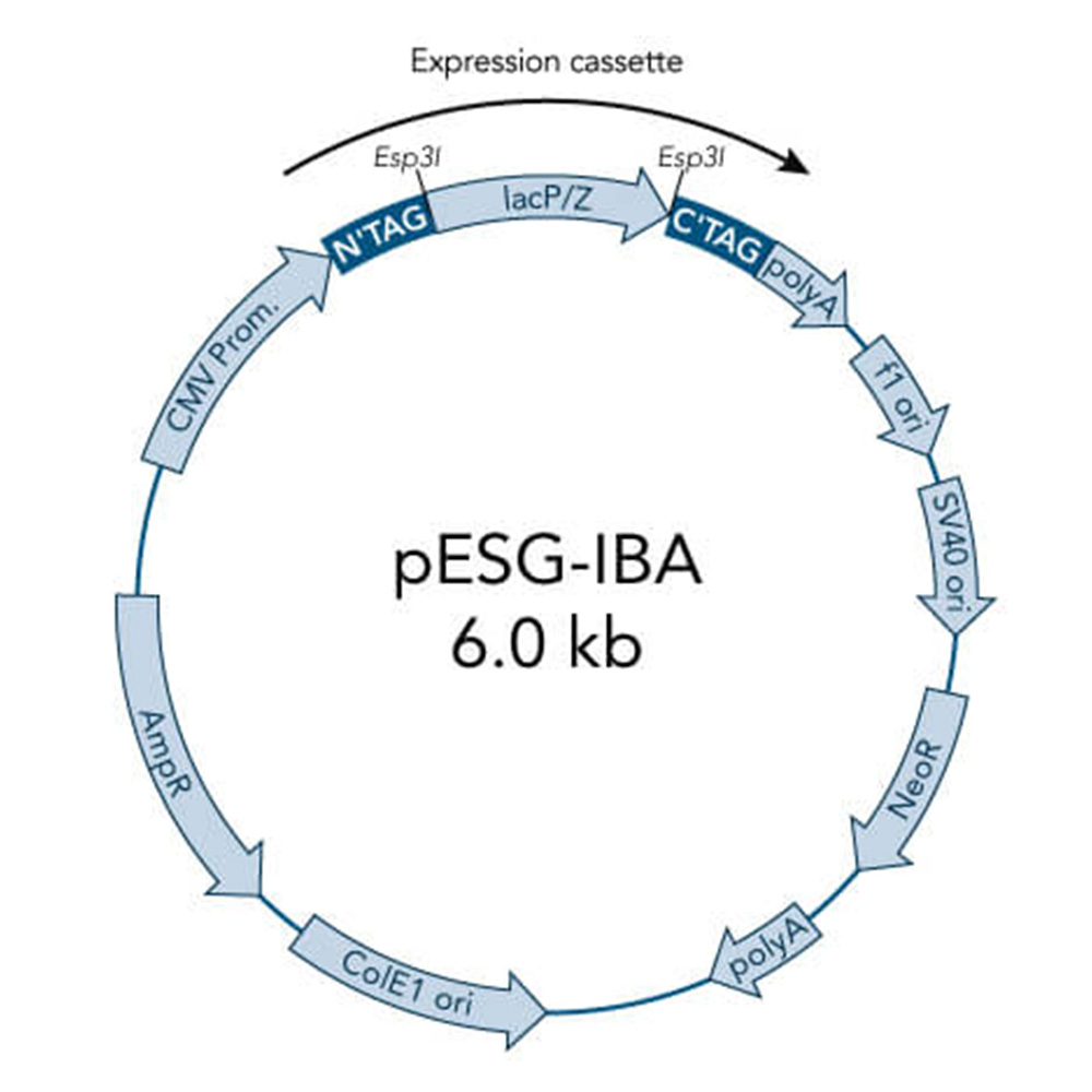 Picture of StarGate Acceptor Vector pESG-IBA43 (5 ug)