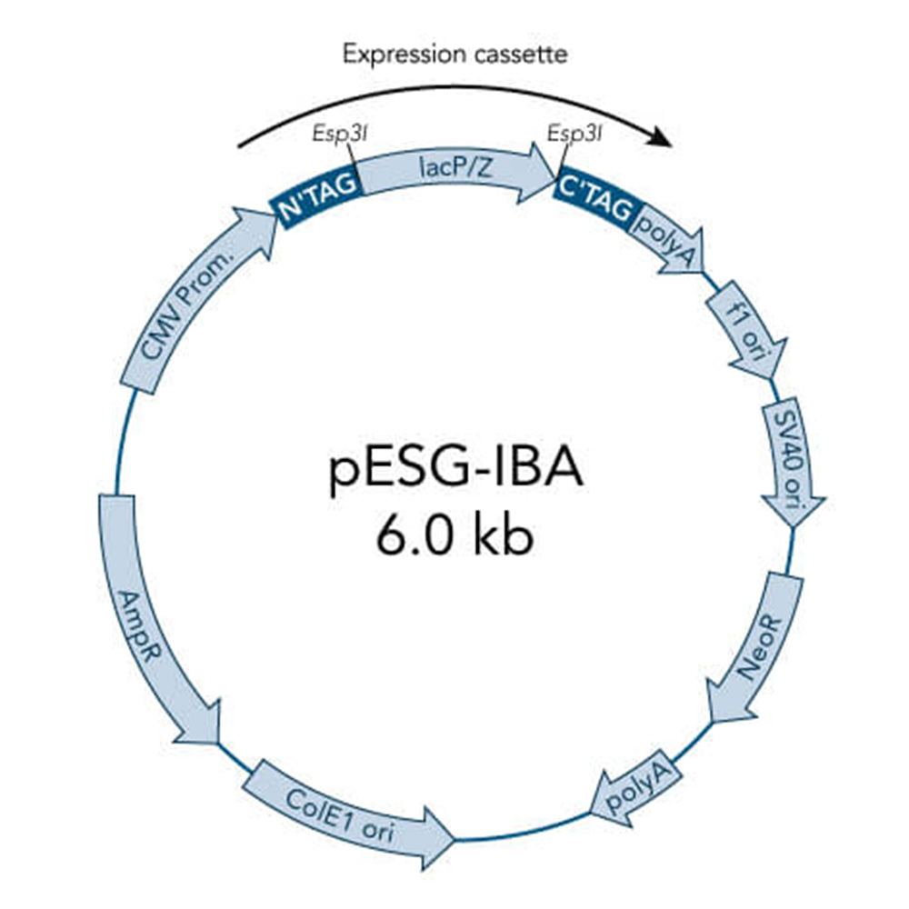 Picture of StarGate Acceptor Vector pESG-IBA45 (5 ug)