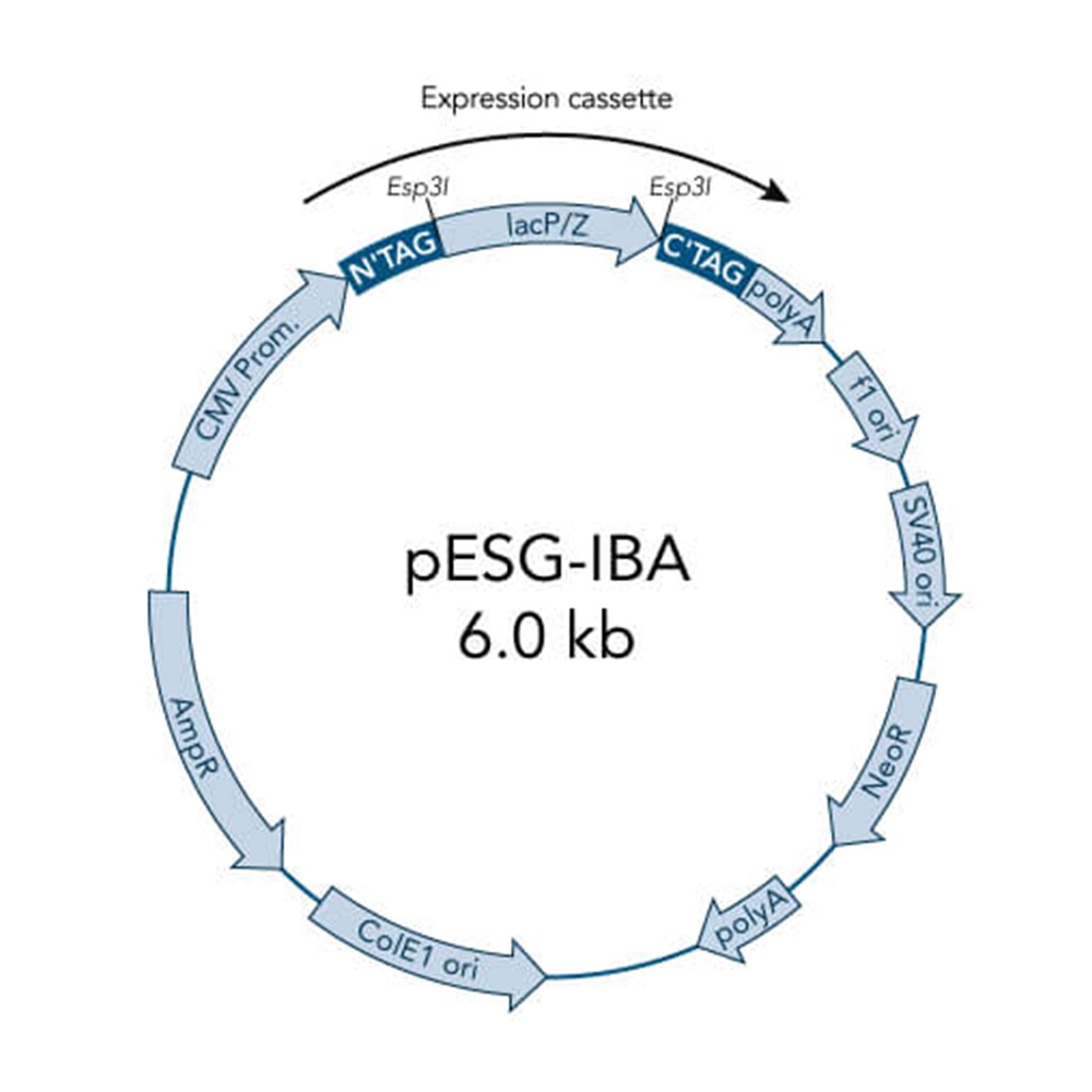 Picture of StarGate Acceptor Vector pESG-IBA62 (5 ug)