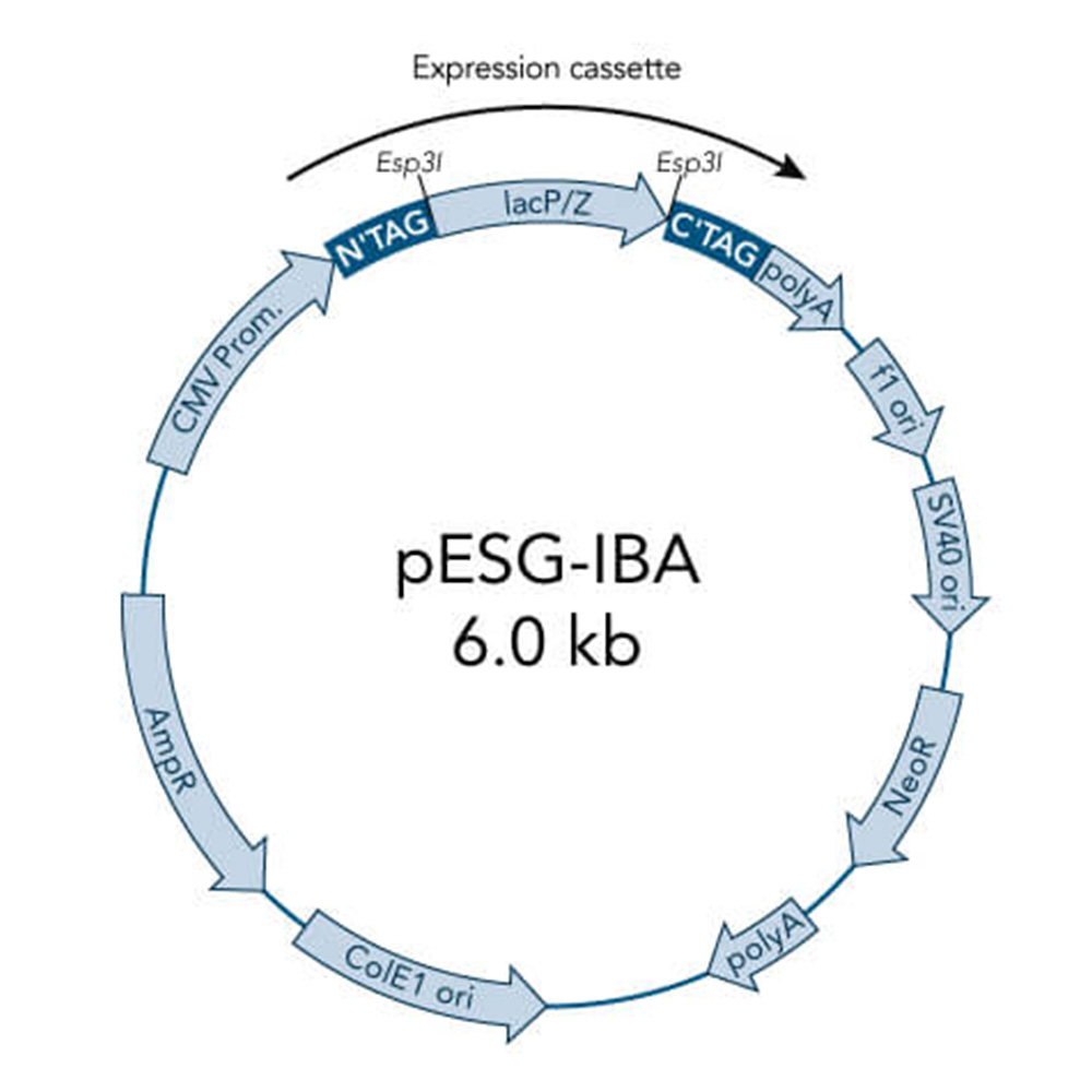 Picture of StarGate Acceptor Vector pESG-IBA102 (5 ug)