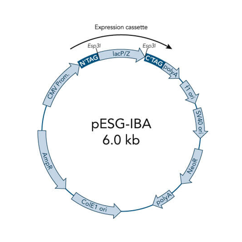 Picture of StarGate Acceptor Vector pESG-IBA105 (5 ug)