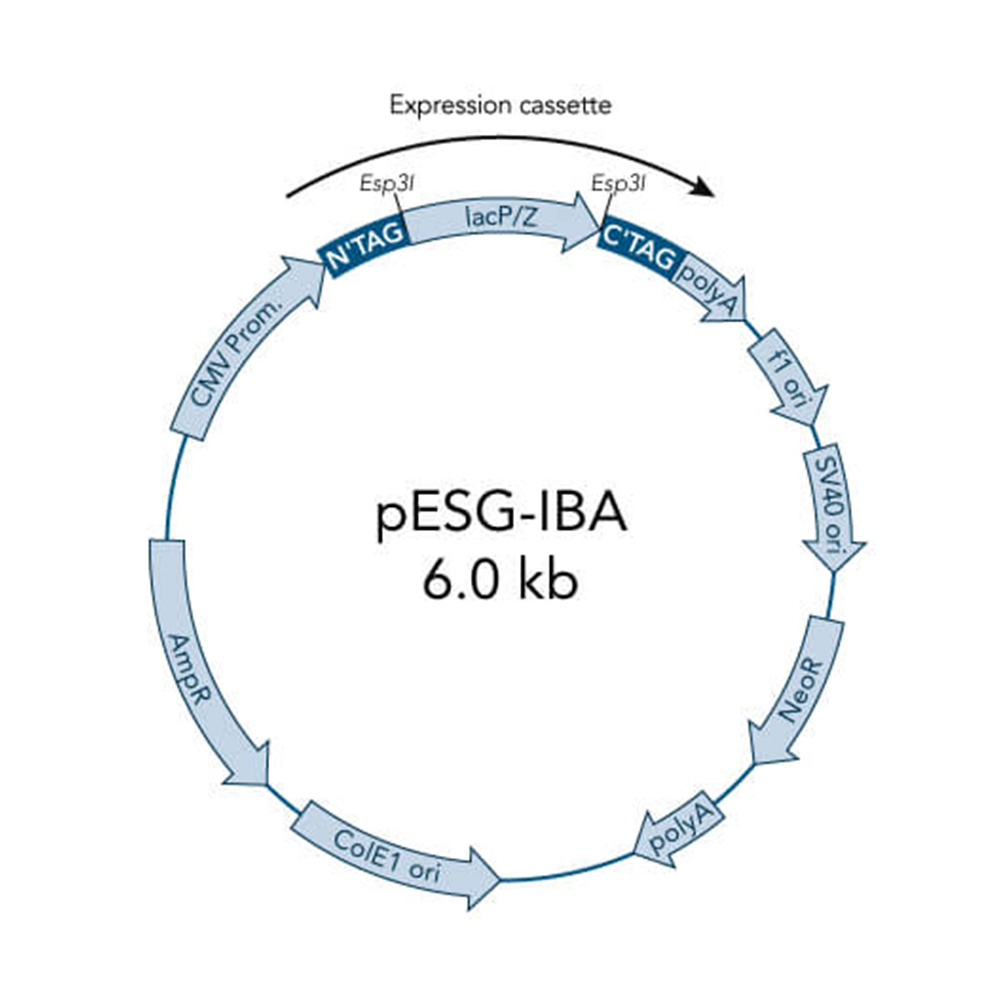 Picture of StarGate Acceptor Vector pESG-IBA123 (5 ug)