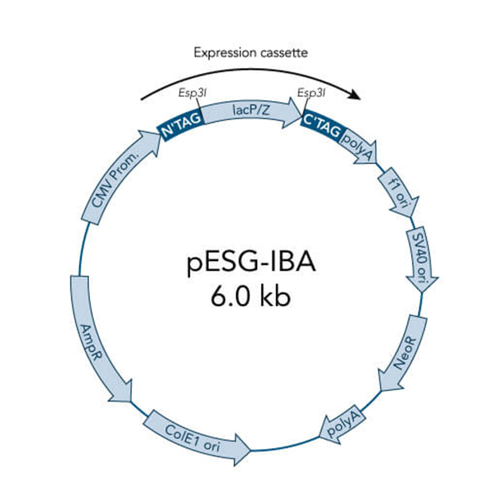 Picture of StarGate Acceptor Vector pESG-IBA143 (5 ug)