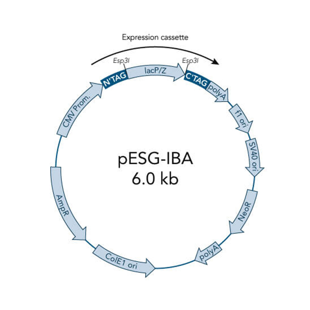 Picture of StarGate Acceptor Vector pESG-IBA162 (5 ug)