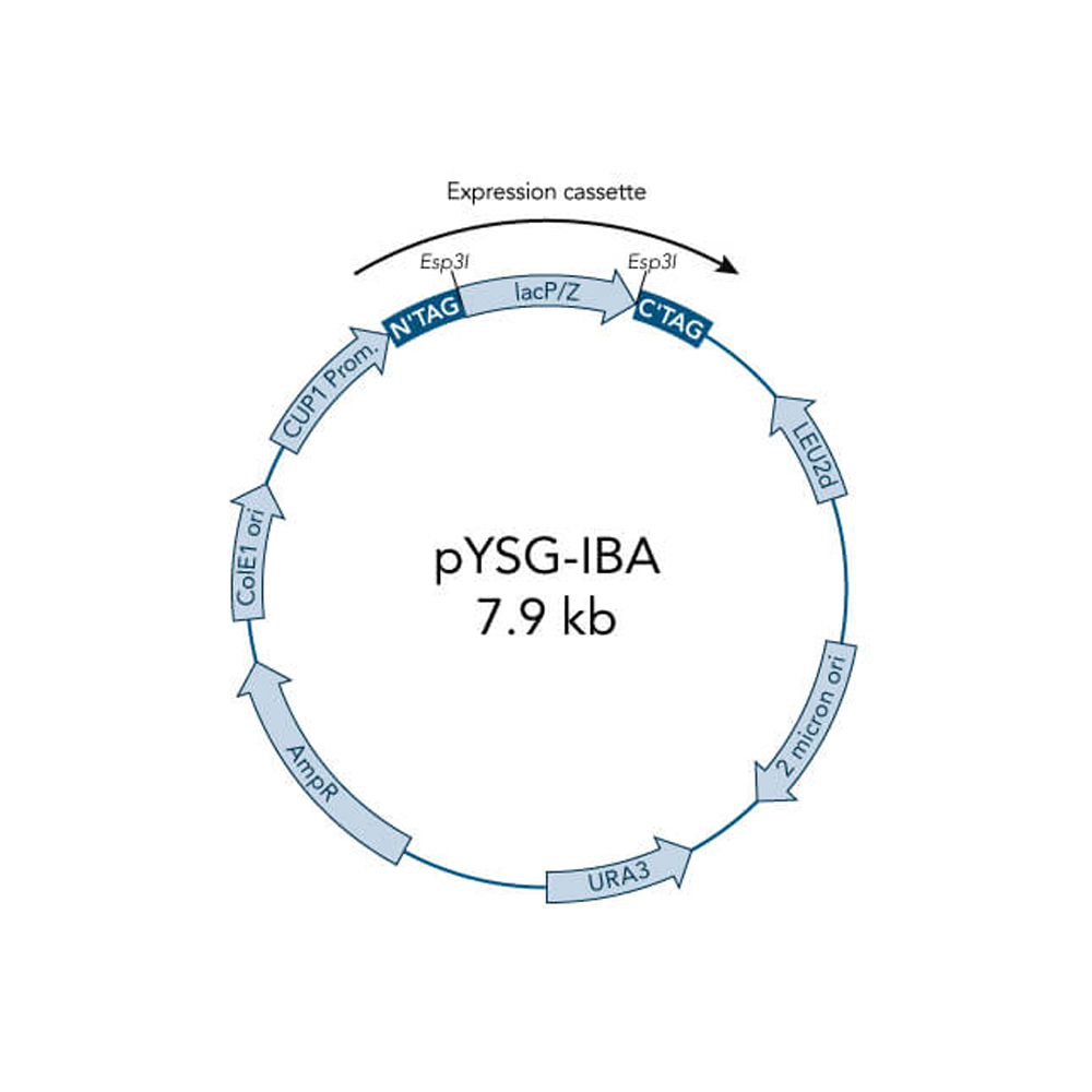 Picture of StarGate Acceptor Vector pESG-IBA168 (5 ug)
