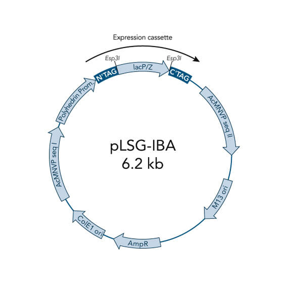 Picture of StarGate Acceptor Vector pLSG-IBA45 (5 ug)