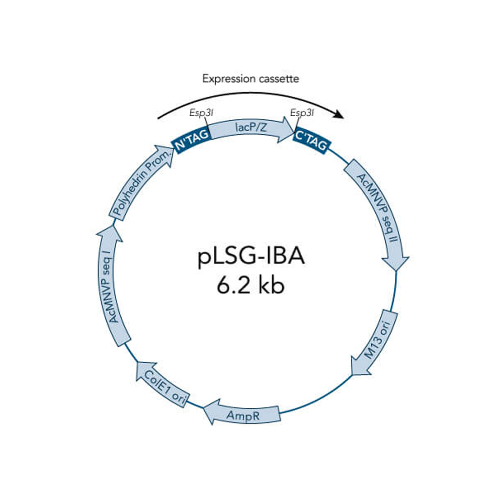 Picture of StarGate Acceptor Vector pLSG-IBA102 (5 ug)
