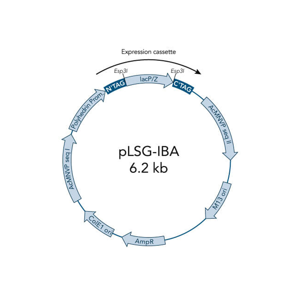 Picture of StarGate Acceptor Vector pLSG-IBA105 (5 ug)