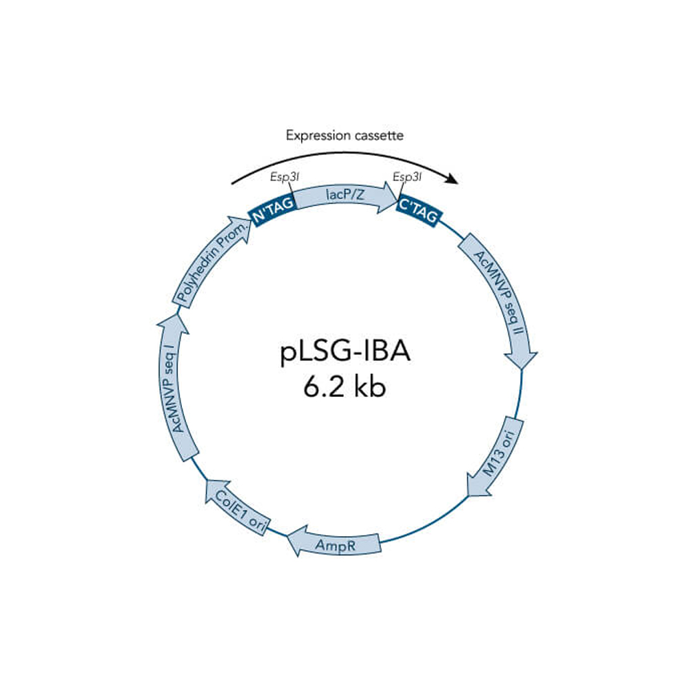 Picture of StarGate Acceptor Vector pLSG-IBA142 (5 ug)