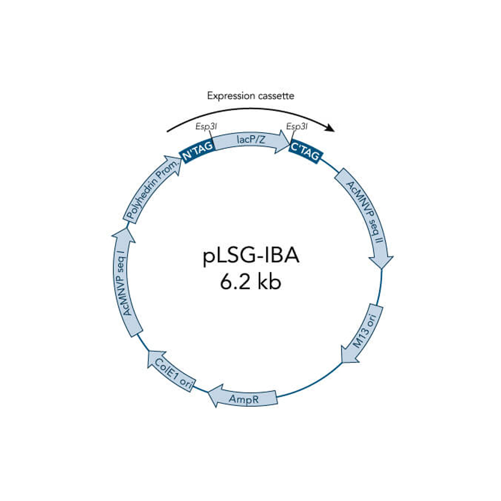 Picture of StarGate Acceptor Vector pLSG-IBA143 (5 ug)