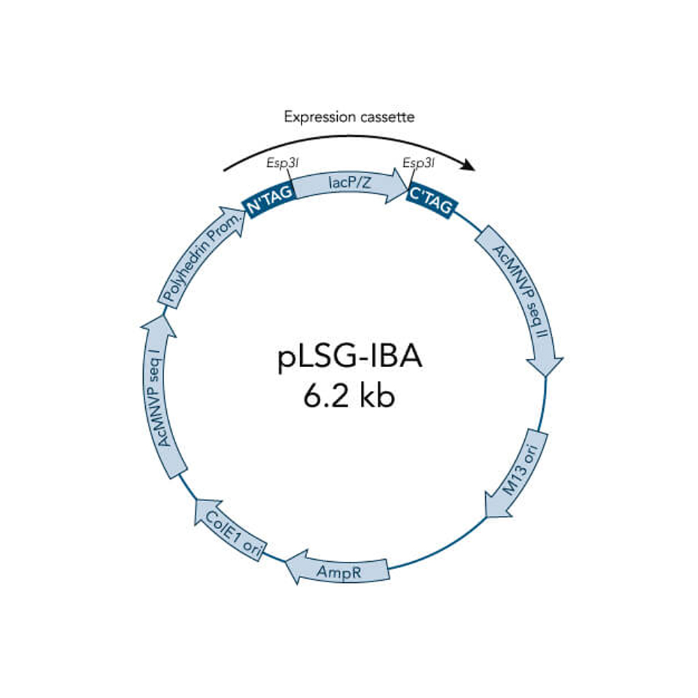 Picture of StarGate Acceptor Vector pLSG-IBA144 (5 ug)