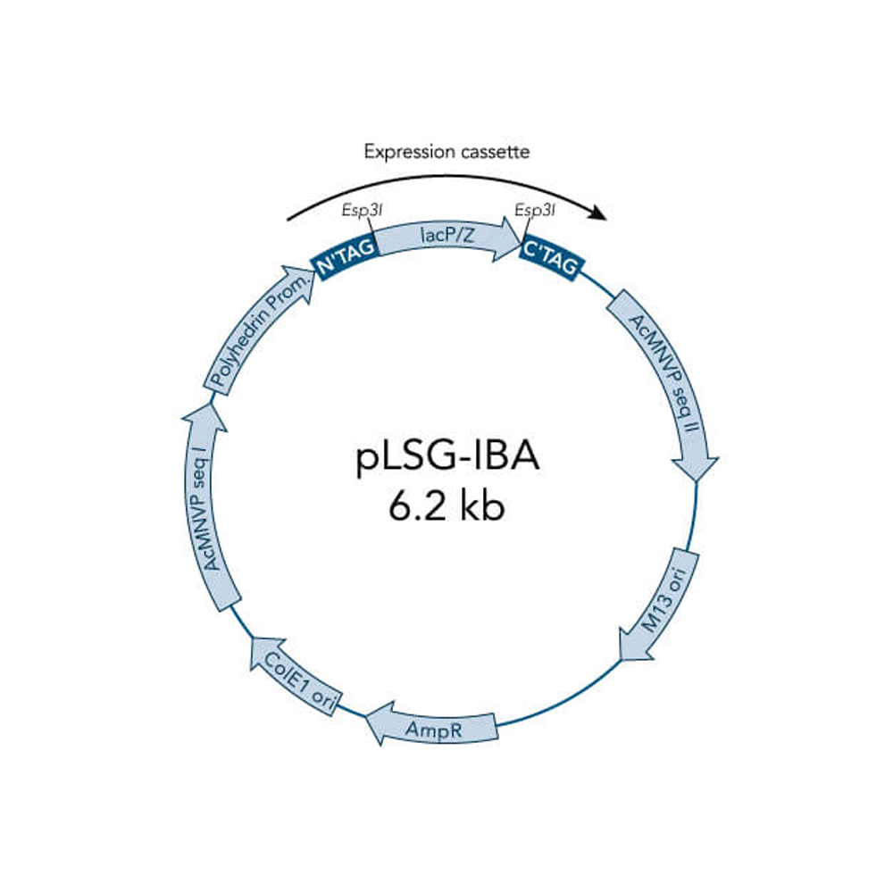 Picture of StarGate Acceptor Vector pLSG-IBA145 (5 ug)