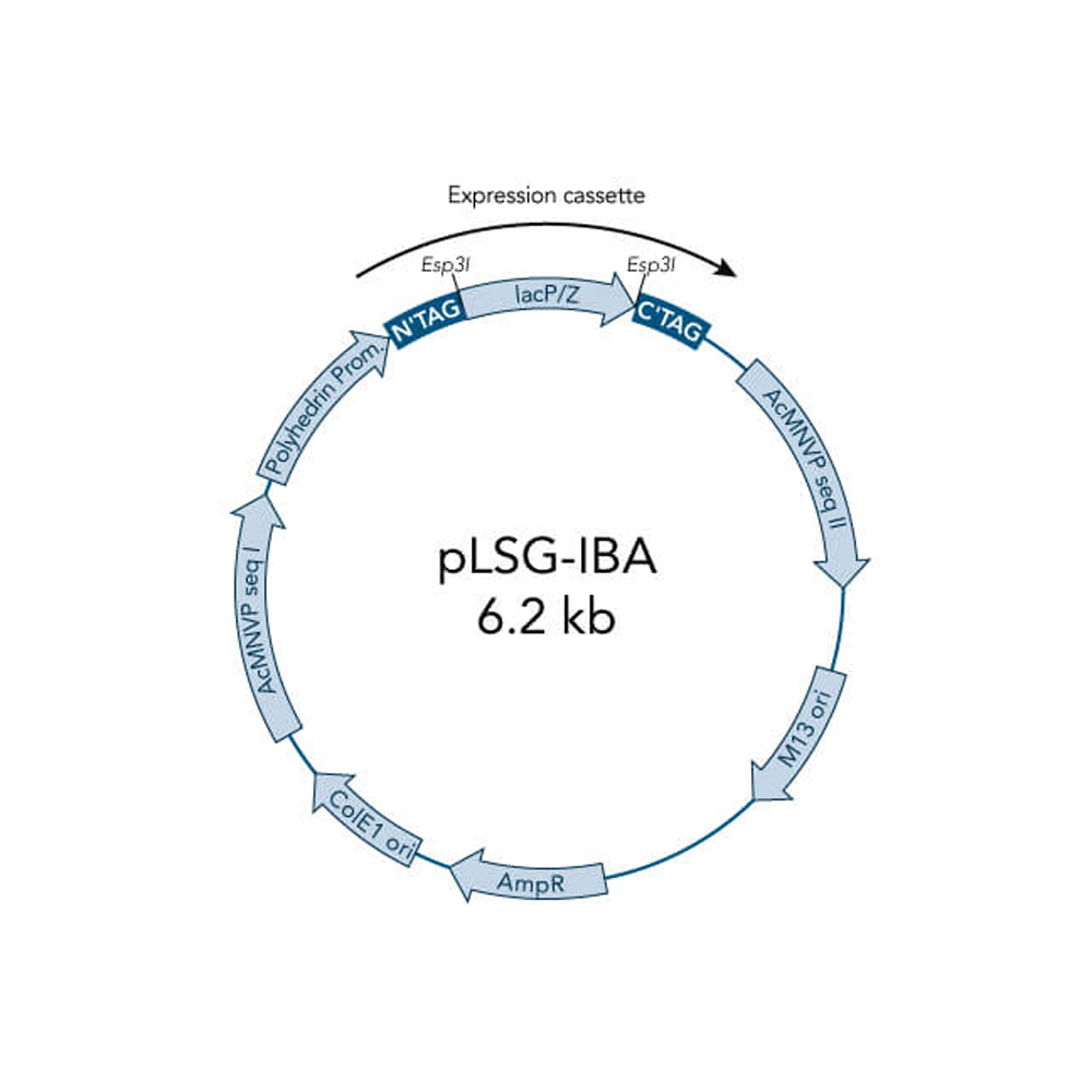 Picture of StarGate Acceptor Vector pLSG-IBA162 (5 ug)