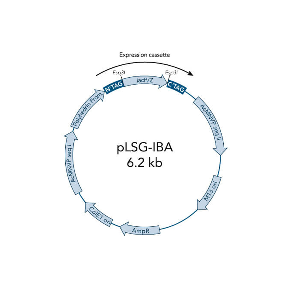Picture of StarGate Acceptor Vector pLSG-IBA164 (5 ug)