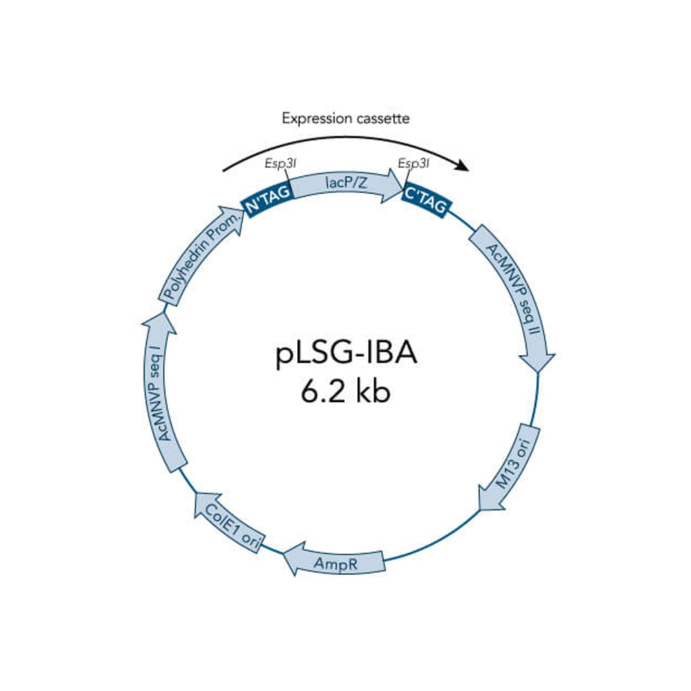 Picture of StarGate Acceptor Vector pCSG-IBAwt1 (5 ug)