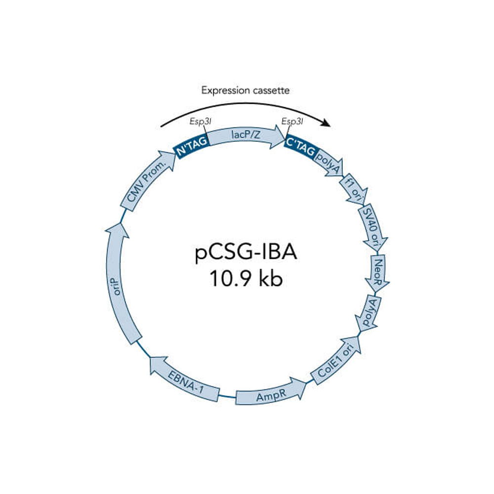 Picture of StarGate Acceptor Vector pCSG-IBAwt2 (5 ug)