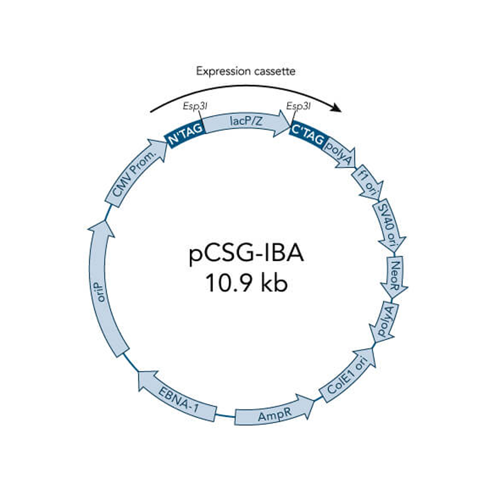 Picture of StarGate Acceptor Vector pCSG-IBA5 (5 ug)