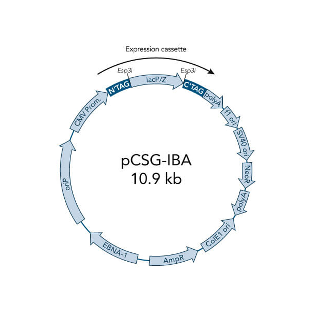 Picture of StarGate Acceptor Vector pCSG-IBA23 (5 ug)