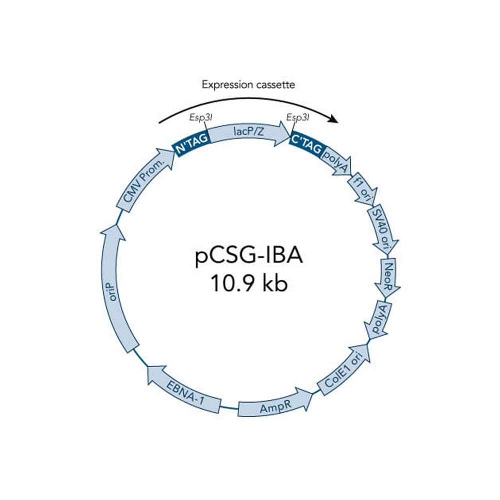 Picture of StarGate Acceptor Vector pCSG-IBA43 (5 ug)