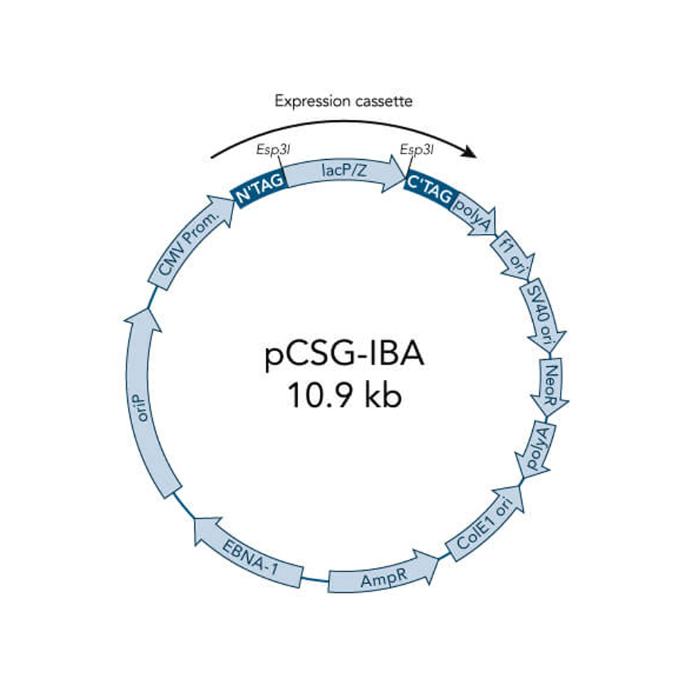 Picture of StarGate Acceptor Vector pCSG-IBA62 (5 ug)
