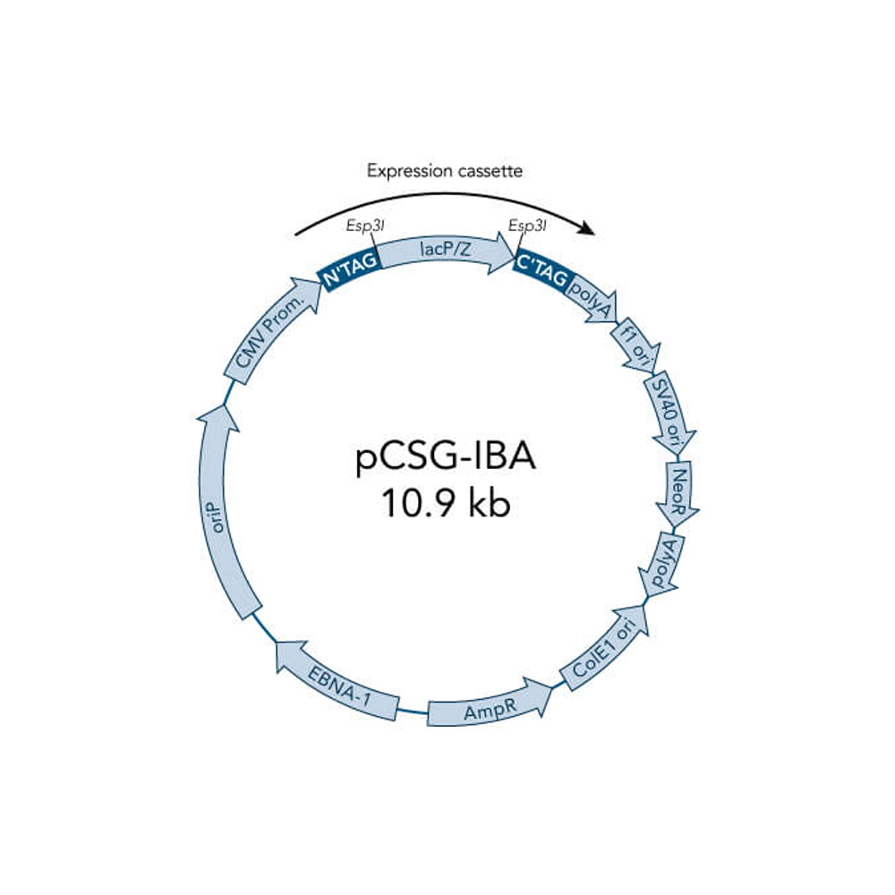 Picture of StarGate Acceptor Vector pCSG-IBA64 (5 ug)