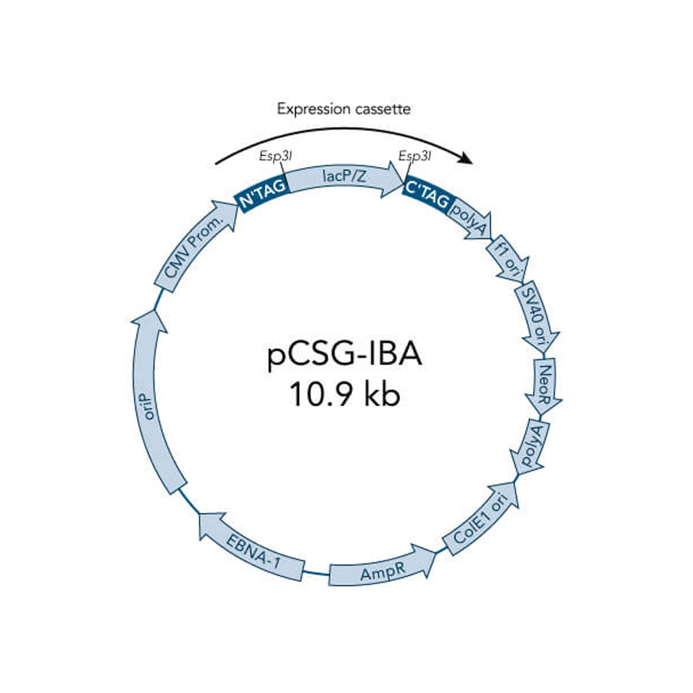 Picture of StarGate Acceptor Vector pCSG-IBA168 (5 ug)