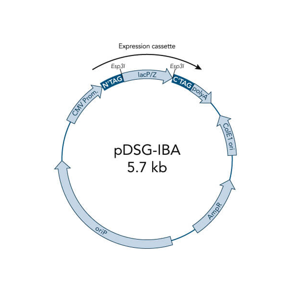 Picture of StarGate Acceptor Vector pDSG-IBAwt1 (5 ug)