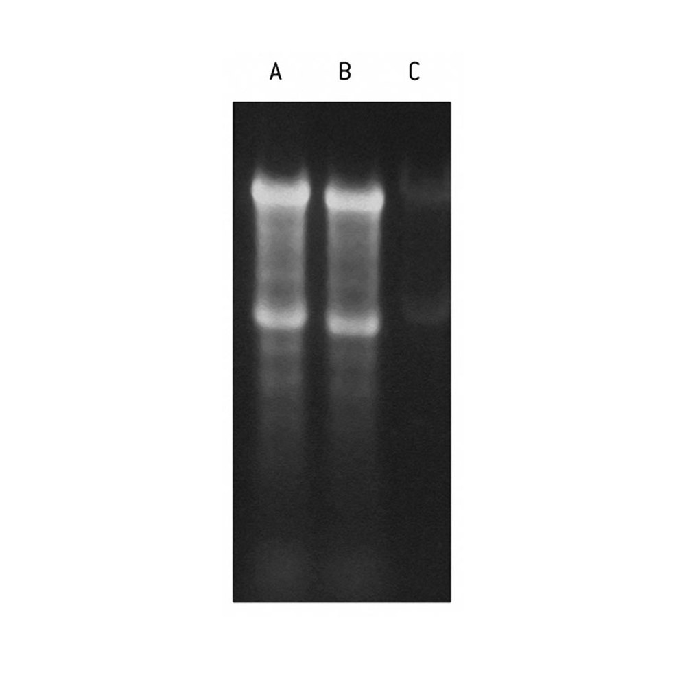 Picture of Formaldehyde Sample Buffer 5 x 1 ml 1each