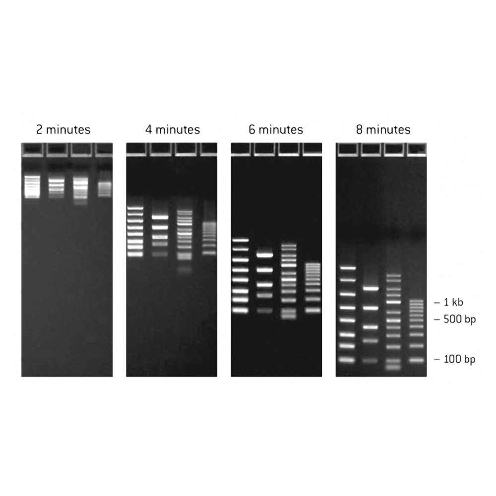 Picture of FlashGel DNA Marker  50bp - 1kb, 500ul (50 applications)