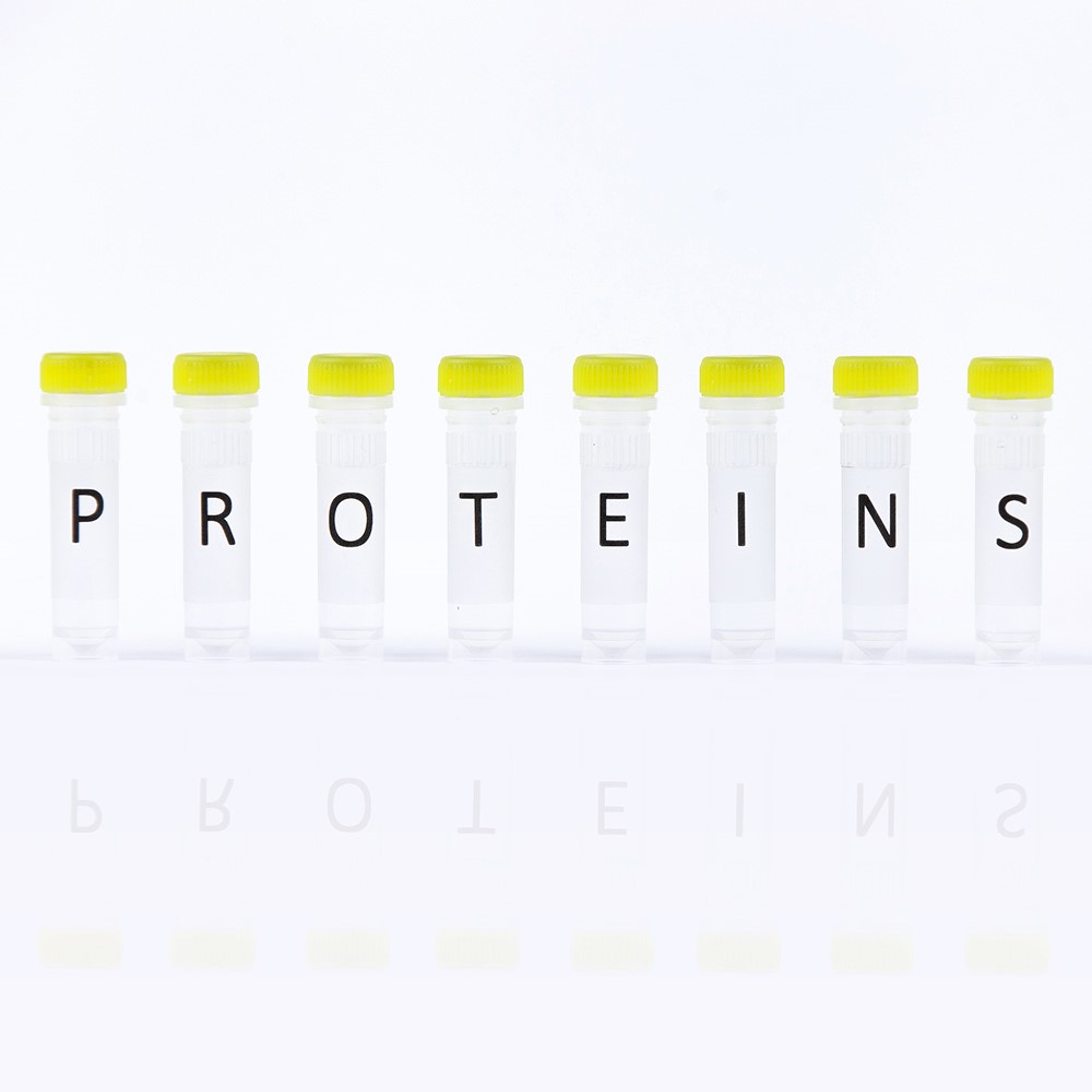 Picture of Recombinant bovine prion protein - 100 µg